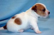 High Quality Jack Russell Terrier  puppies for sale